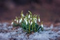 Awakened snowdrops meet spring breaking through the snow on the lawn in the park.