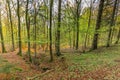 Awakening beech forest in spring with soft green leaves in German Vulkaneifel in Gerolstein