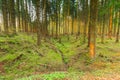 Awakening beech forest in spring with soft green leaves in German Vulkaneifel in Gerolstein