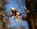 Soon the unusual fluffy branches will be adorned with delicate, weightless white petals of numerous flowers. Royalty Free Stock Photo