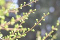 Awakening of coniferous forest in early spring. Needle buds bloom. The revival of nature Royalty Free Stock Photo