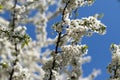 Beautiful tender spring natural cherry blossom tree branch against blue sky, background with space for text Royalty Free Stock Photo