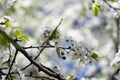 Beautiful tender spring natural cherry blossom tree branch against blue sky, background with space for text Royalty Free Stock Photo
