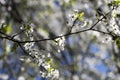 Beautiful tender spring natural cherry blossom tree branch against blue sky, background with space for text Royalty Free Stock Photo