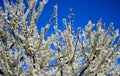 The awakening of nature in spring with the blossoming of the trees