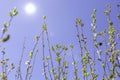 The awakening of nature. Young fresh leaves. Early spring green buds on branch. Blue clear sky with sun flare Royalty Free Stock Photo