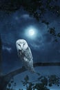 Awakening owl sitting on tree illuminated by bright moonlight