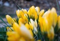 Awakening of spring. Very nice details in nature. Yellow flowers close up. Brown colors in the background. Royalty Free Stock Photo