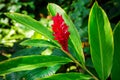 Awapuhi-UlaUla or Hawaiian Red Ginger