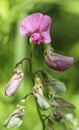 Everlasting Pea flowerLathyrus latifolius in a field Royalty Free Stock Photo