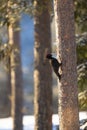 Award winning black woodpecker vertical photograph