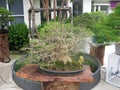 Award-winning bonsai tree