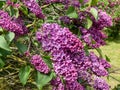 Common Lilac (Syringa vulgaris) \'Andenken an Ludwig Spath\' blooming with slender panicles