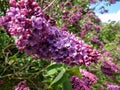 Common Lilac (Syringa vulgaris) \'Andenken an Ludwig Spath\' blooming with slender panicles