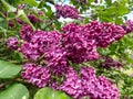 Common Lilac (Syringa vulgaris) \'Andenken an Ludwig Spath\' blooming with slender panicles