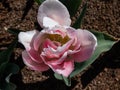 Award-winning, double early tulip \'Foxtrot\' blooming with deep rose, pink and white flowers