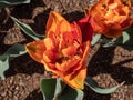 Award-winning Double late tulip \'Orange princess\' blooming with warm orange petals flushed with reddish-purple