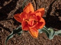 Award-winning Double late tulip \'Orange princess\' blooming with warm orange petals flushed with reddish-purple