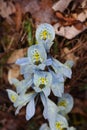 Delicate Diminutive Dwarf Iris Katharine Hodgkin cluster spring flowers Royalty Free Stock Photo