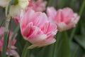 Tulipa \' Foxtrot \' ( Double early tulip)