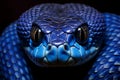 Award-Winning Photography of Blue Insular Viper Snake, Generative AI