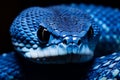 Award-Winning Photography of Blue Insular Viper Snake, Generative AI Royalty Free Stock Photo