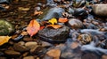 Award-winning Photography: Crag Stream In Fall With Floating Orange Leaves