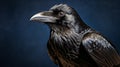 Award Winning Wildlife Photography: Super Detailed Crow Portrait