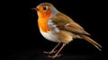 Award Winning Wildlife Photography: Super Detailed Robin Portrait