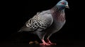 Award Winning Wildlife Photography: Ultra Wide Shot Of A Pigeon