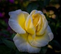 Award winning yellow and white rose in full bloom Royalty Free Stock Photo