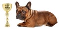 Awarded French Bulldog is lying wild golden trophy