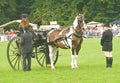 Awarding a rosette to a winner.