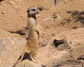 Aware meercat Royalty Free Stock Photo