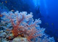 Away from the pink soft coral at Habili Ali, St John's reefs, Red Sea, Egyp Royalty Free Stock Photo