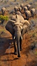 Awe-inspiring aerial view unveils the grandeur of an African elephant.