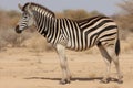 Awe Inspiring African Landscape featuring Majestic Zebras in Vast Savannah of Africa