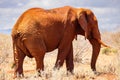 Gentle Giant: African Elephant Roaming the Kenyan Tsavo East Savannah