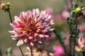 Awe Shucks pink flower of dahlia close-up