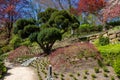Awe view on Japanese garden in Kaiserslautern - cherry blossom , japanese maple and topiary tree