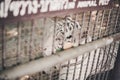 aweary of white tiger sitting in cage