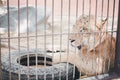 aweary of white tiger sitting in cage