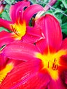 Awed pink, red, and yellow flower Royalty Free Stock Photo