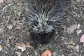 Awesome above shot of a wild porcupine with black and white quills