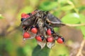 Abrus Precatorius Seeds Background