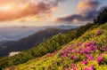 Awesome alpine highlands in sunset. Amazing pink rhododendron flowers on summer mountain under sunlight Royalty Free Stock Photo