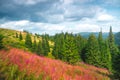 Awesome alpine meadow highlands in sunny day Royalty Free Stock Photo