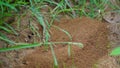 Awesome Anthill on ground. All ants are working together. Ants at the entrance to the terminate mound.