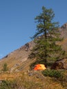 Awesome autumn camping in top of mountain. Lonely orange tent on a mountain slope by a large larch tree.Tourism concept adventure