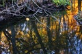 Awesome Autumn Reflections Under The Tree Roots Royalty Free Stock Photo